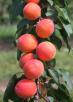 Click for 1 image(s) for this accession. Fruit